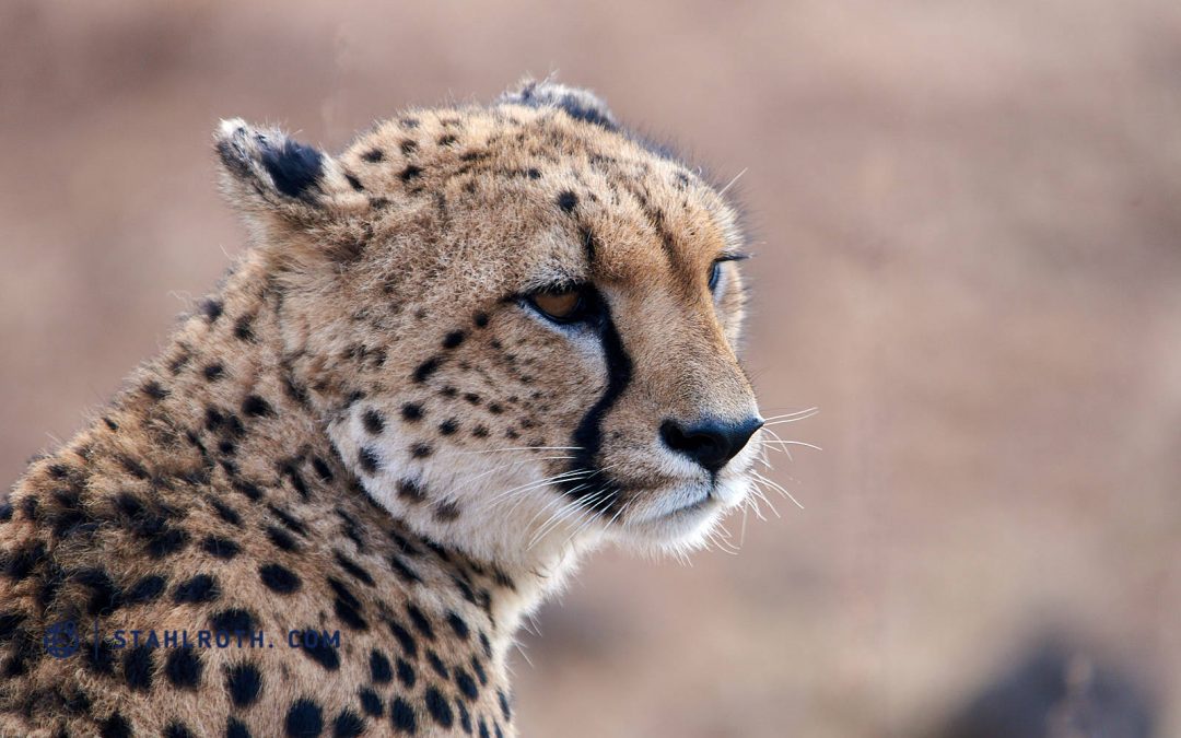 Südafrika – Tiere satt im Kruger Nationalpark