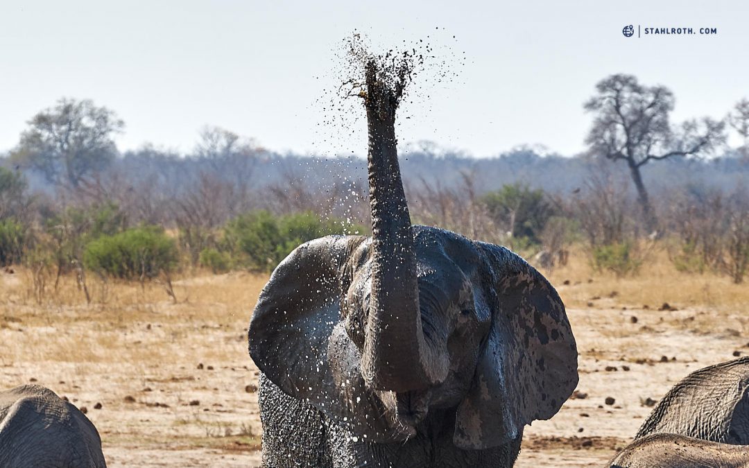 Simbabwe – Hwange Nationalpark