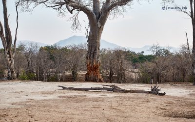 Simbabwe – Mana Pools knochentrocken