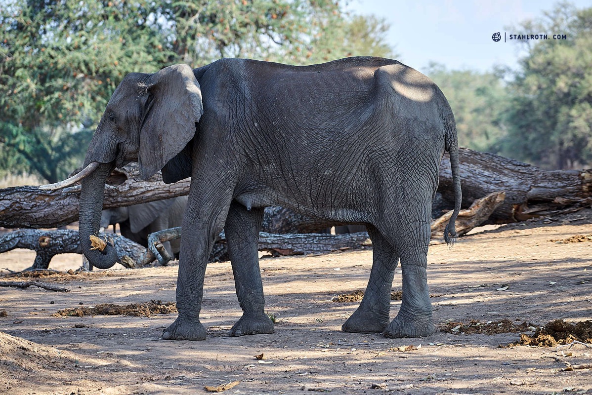 20191009 Mana Pools Elephant eating wood Simbabwe DSC3162
